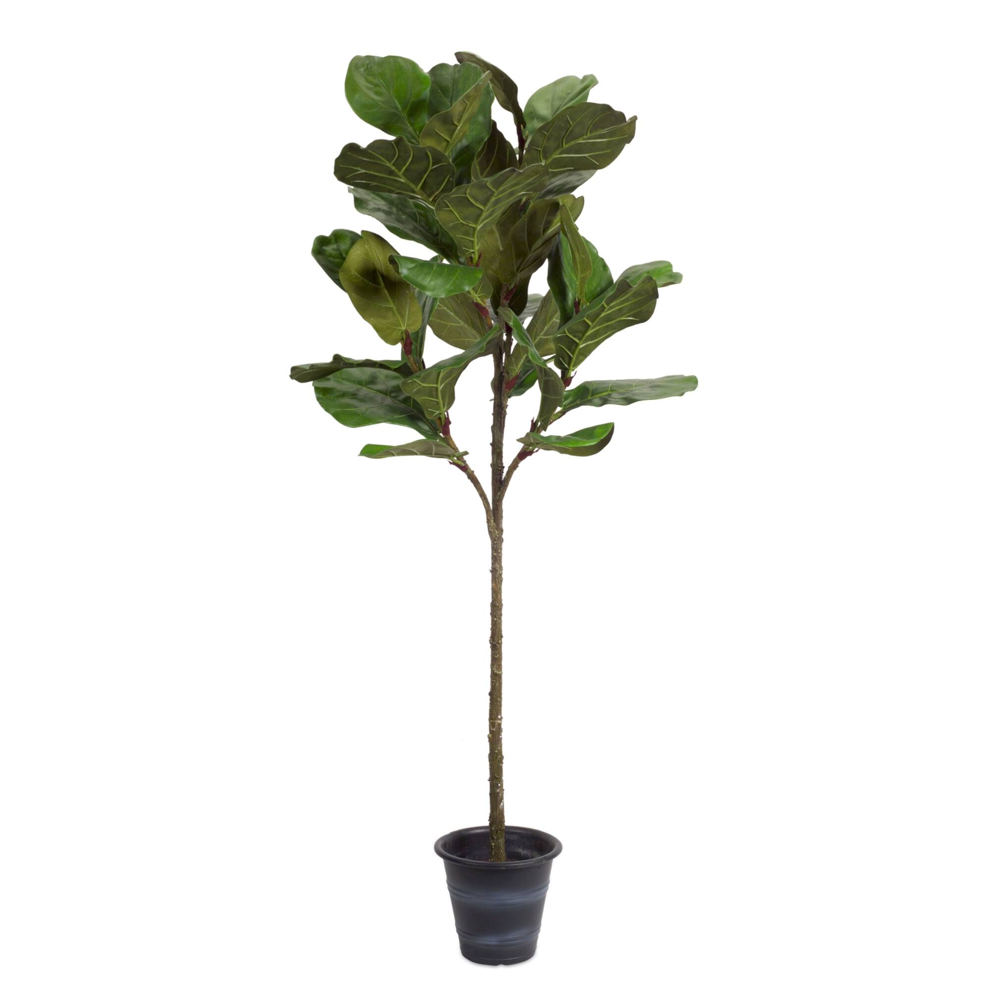 5ft. Potted Fiddle Leaf Fig